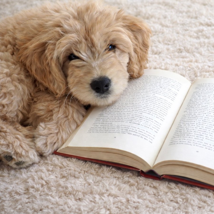 Leo the goldendoodle, the foundation's mascot, resting his chin on an open book
